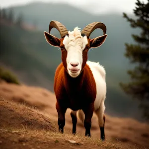 Bighorn Ram Grazing on Mountain Meadow