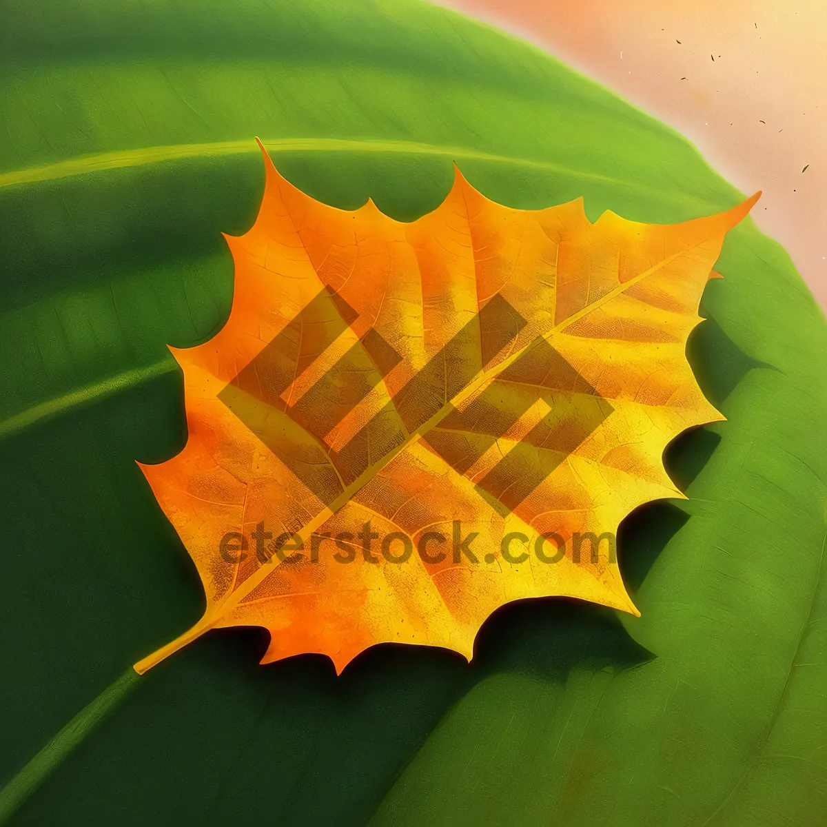 Picture of Colorful Autumn Maple Leaf in Forest