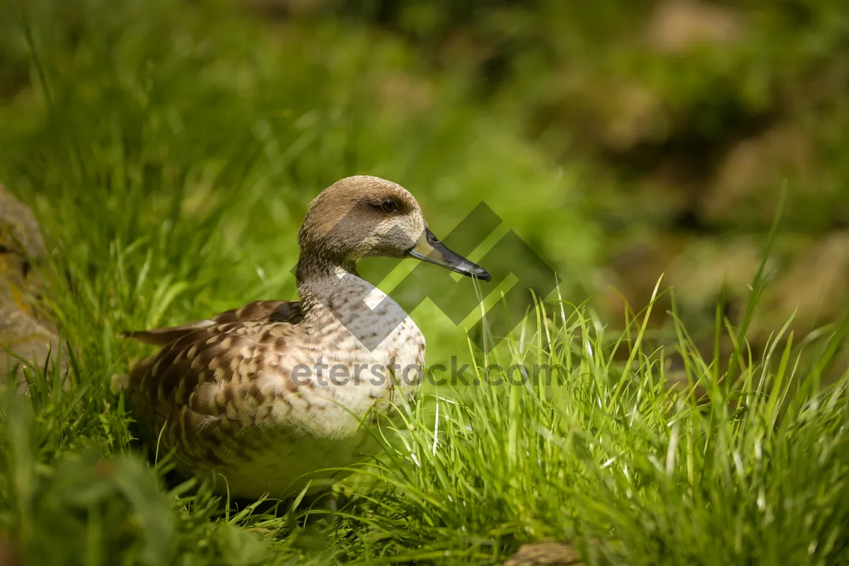 Picture of Red-backed Sandpiper by the Lake's Edge