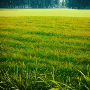 Sunny Rice Field with Clear Sky