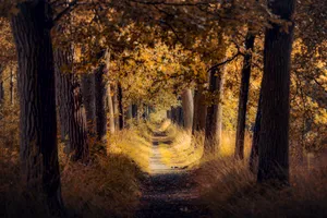 Autumn Park Tunnel - Scenic Passage with Golden Foliage