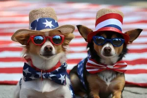 Happy man with cute chihuahua in sunglasses