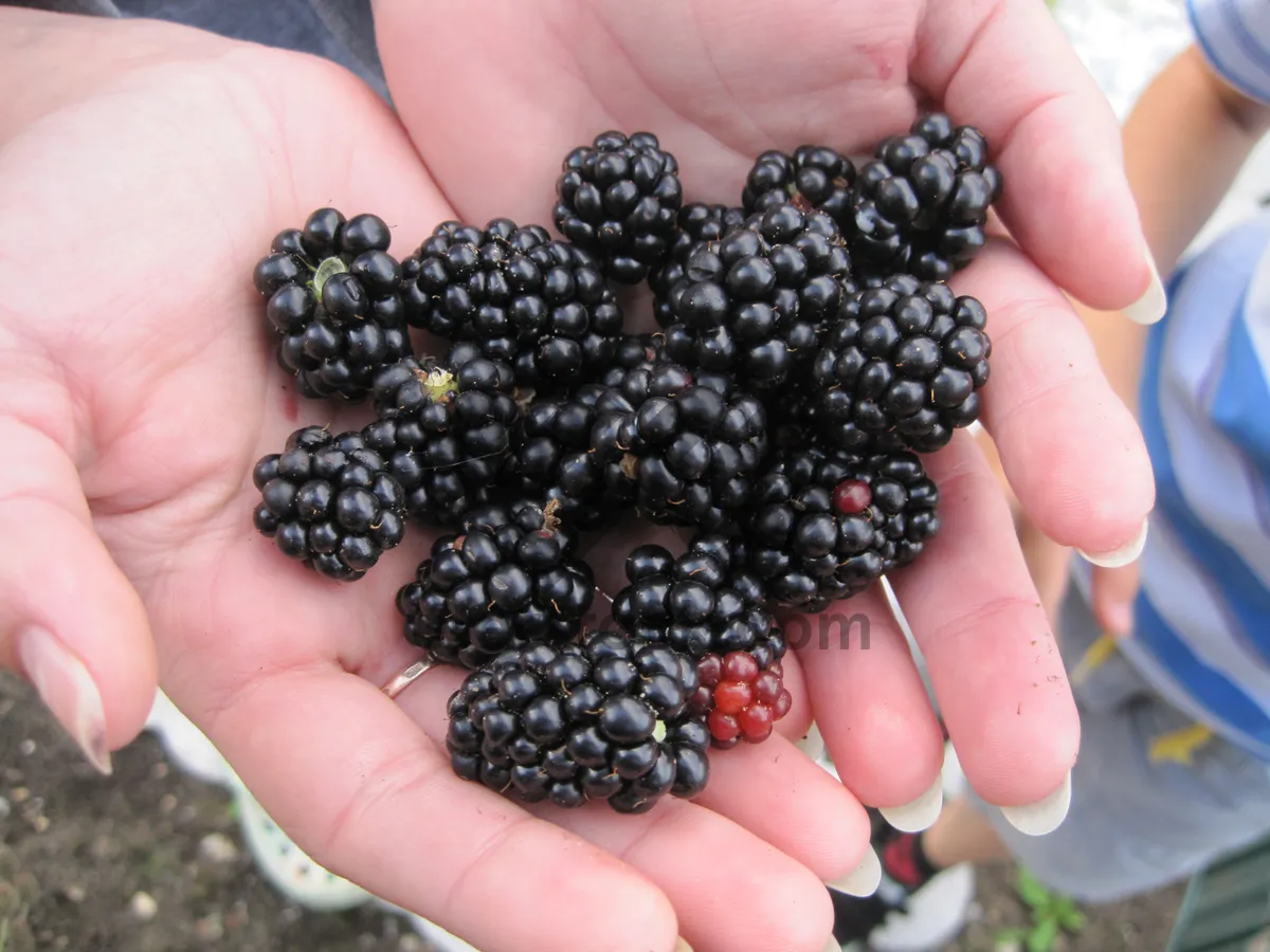 Picture of Fresh Blackberries and Blueberries - Healthy Summer Dessert