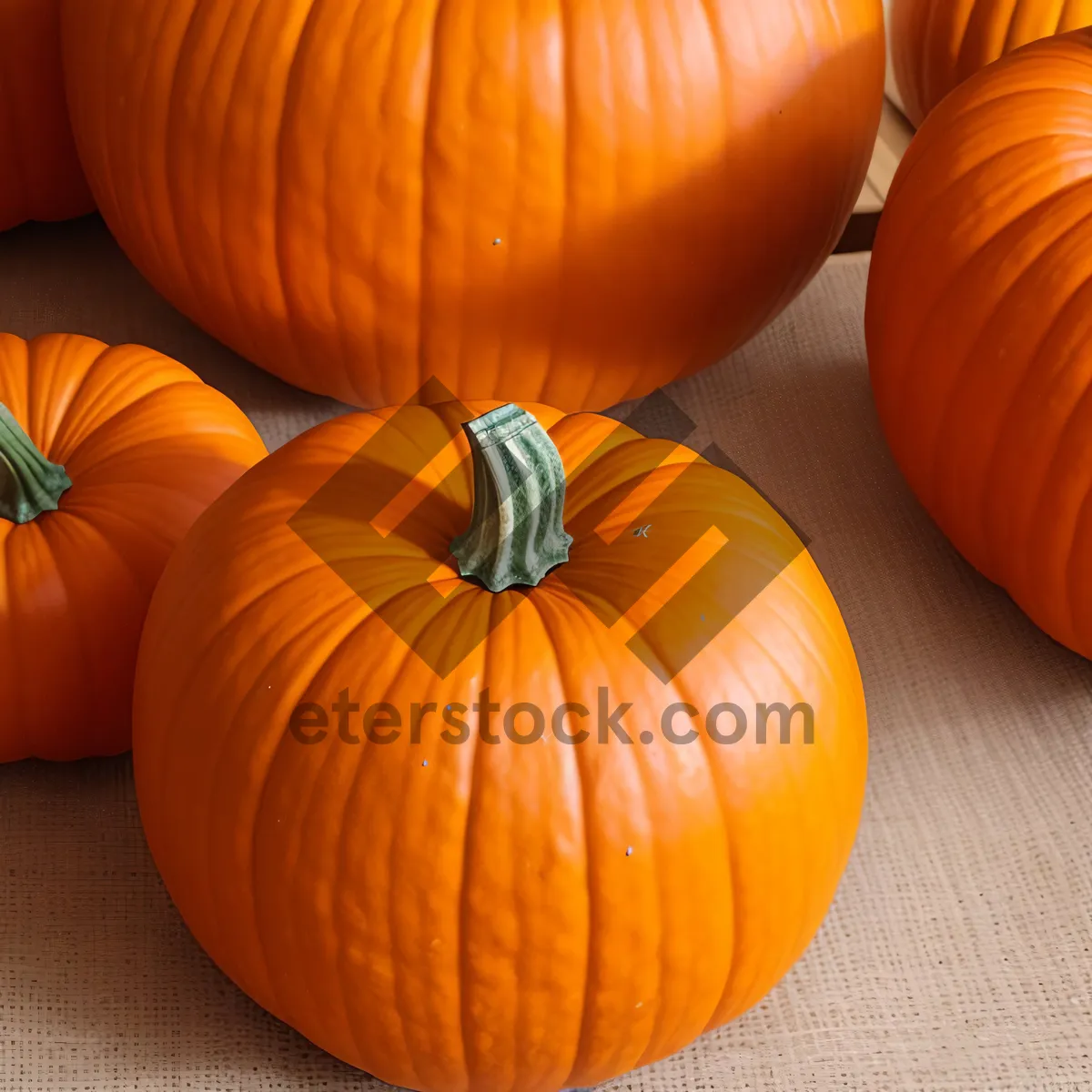 Picture of Colorful Assortment of Autumn Harvest Vegetables