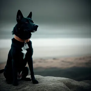 Terrier on Beach: Canine Leash Restraint