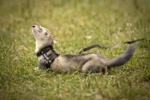 Cute Brown Polecat Peeking Out of Burrow