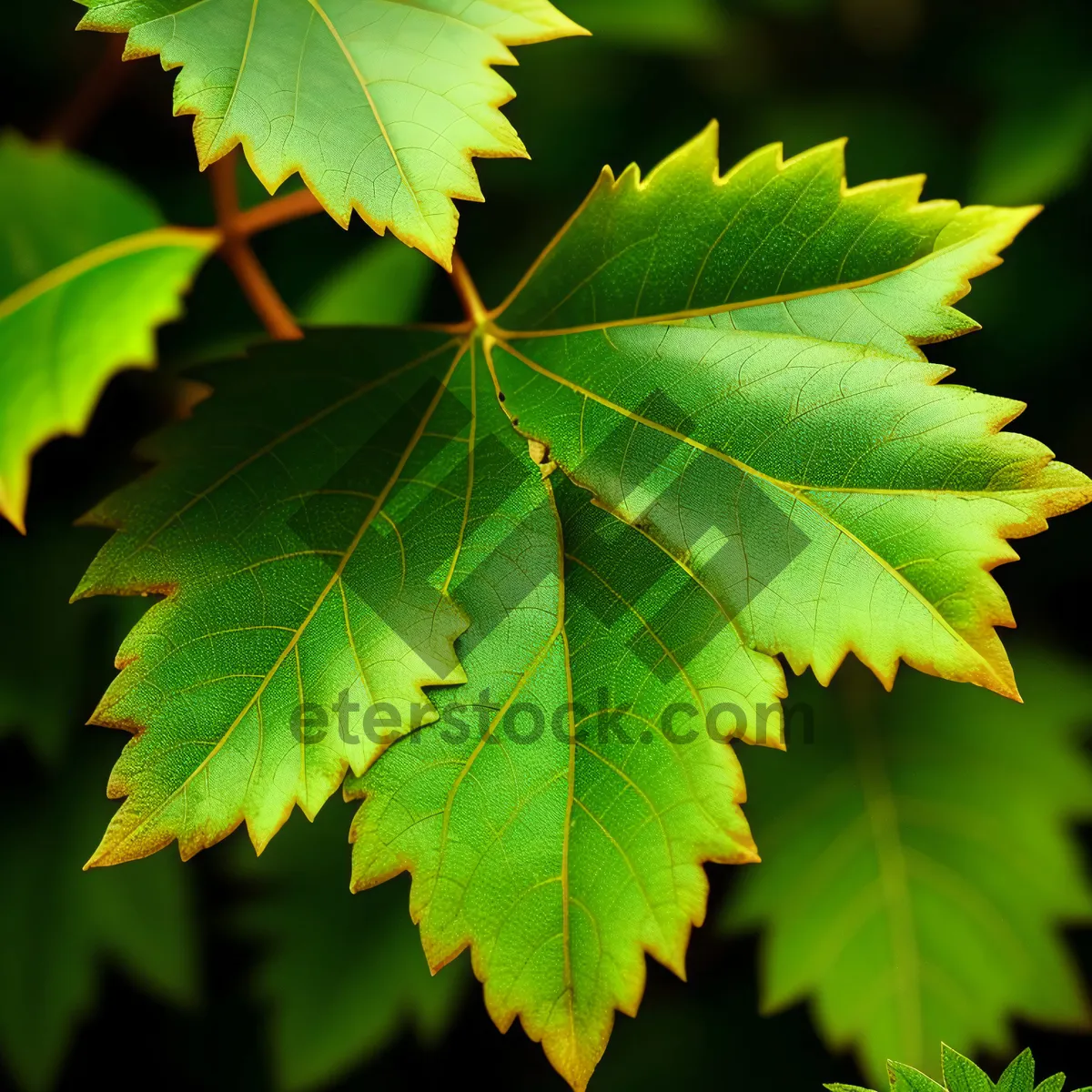 Picture of Vibrant Maple Leaf in Lush Forest
