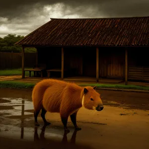 Rural Horse Ranch Enclosure Grazing Livestock