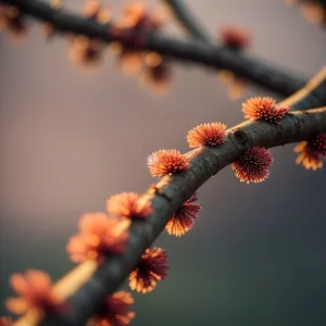 Spring Blossom: Vibrant Colors in Nature