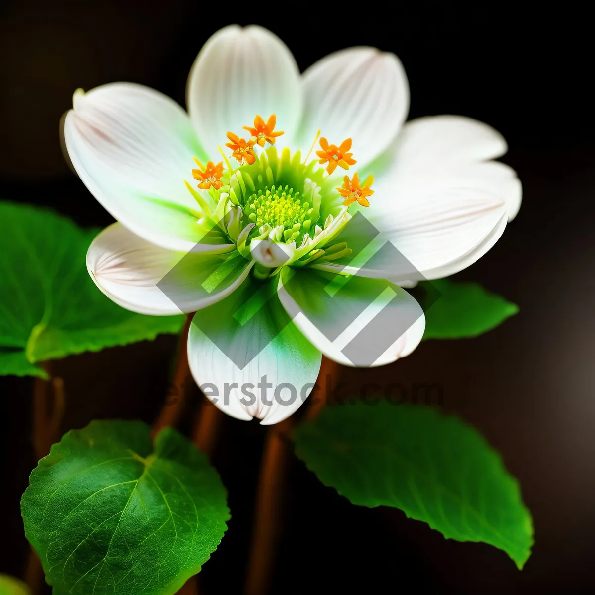 Picture of Colorful Blooming Lily in Water Pond