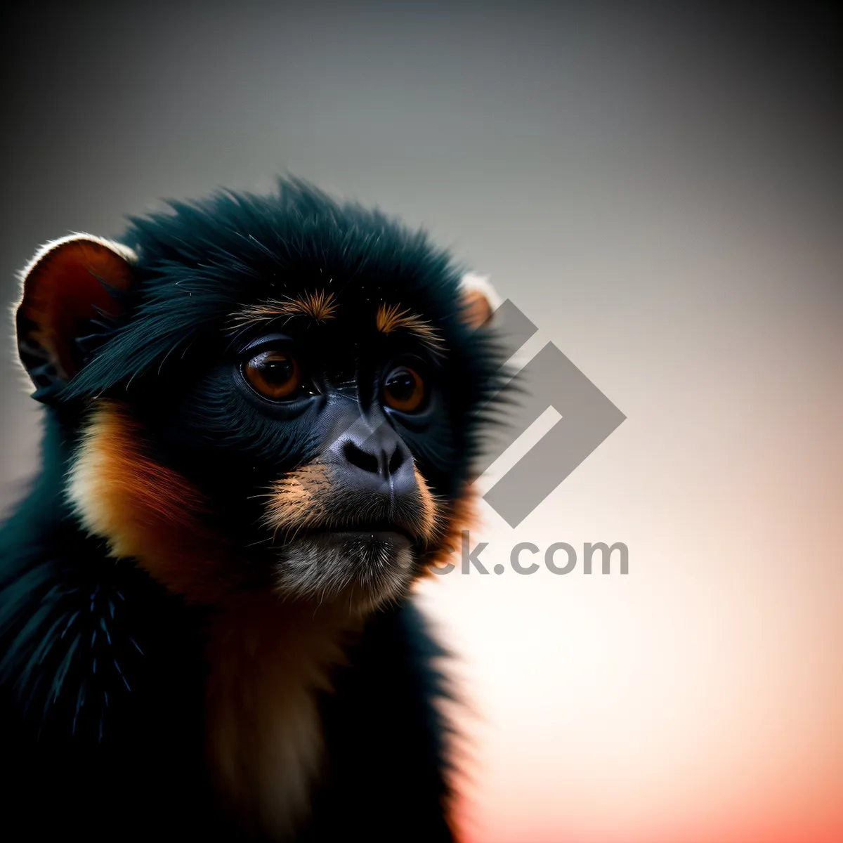 Picture of Adorable Baby Monkey Portrait: Cute, Furry, and Wild.