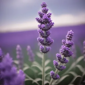 Lavender Blooming in Rural Garden