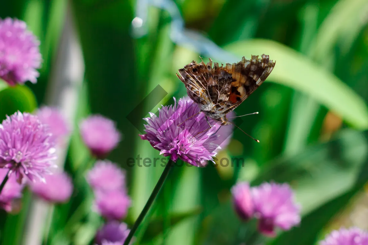 Picture of Colorful Butterfly Pollinating Pretty Pink Flowers in Garden