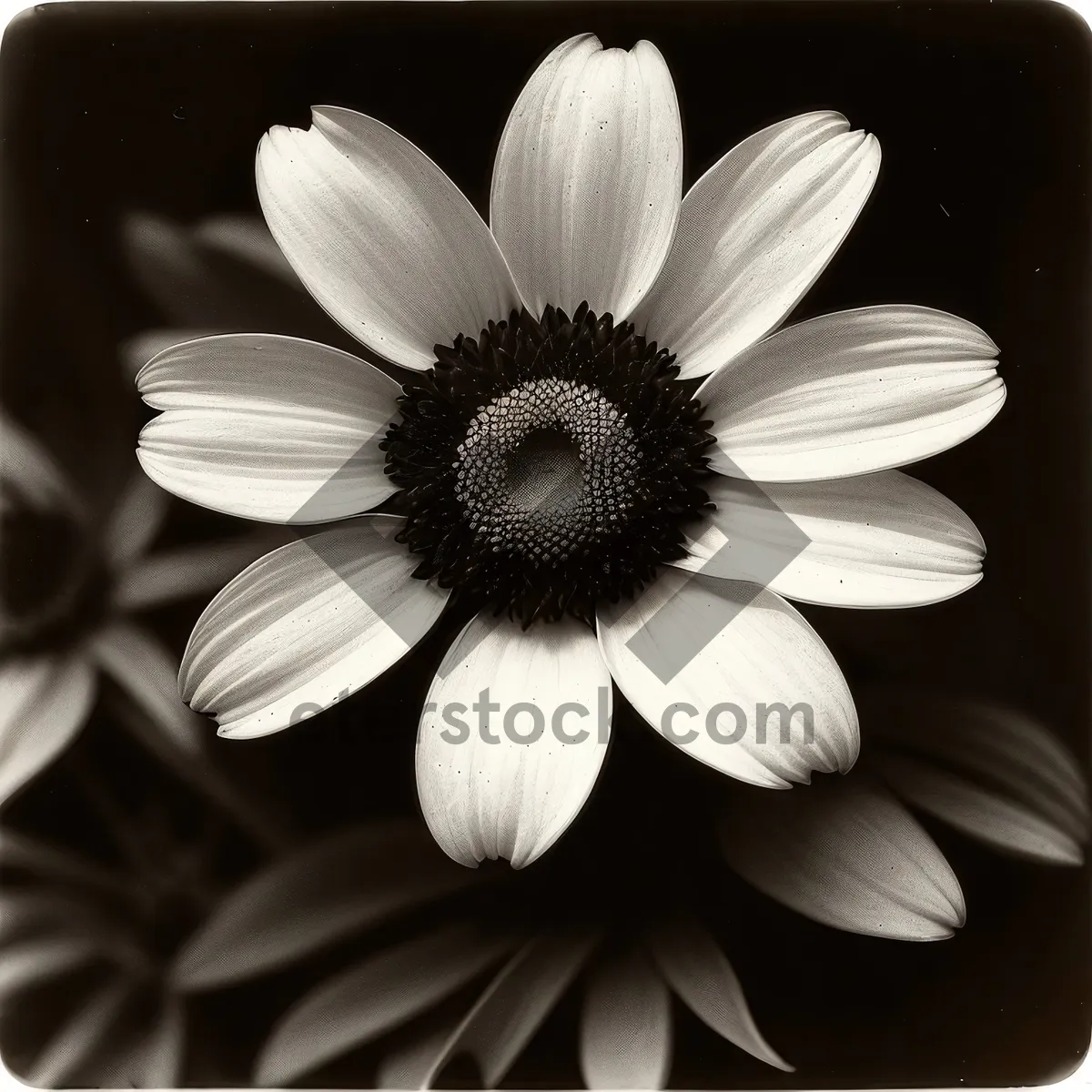 Picture of Yellow Daisy Blossom in Summer Garden