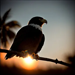 Wild Bird with Majestic Feathers and Beady Eye