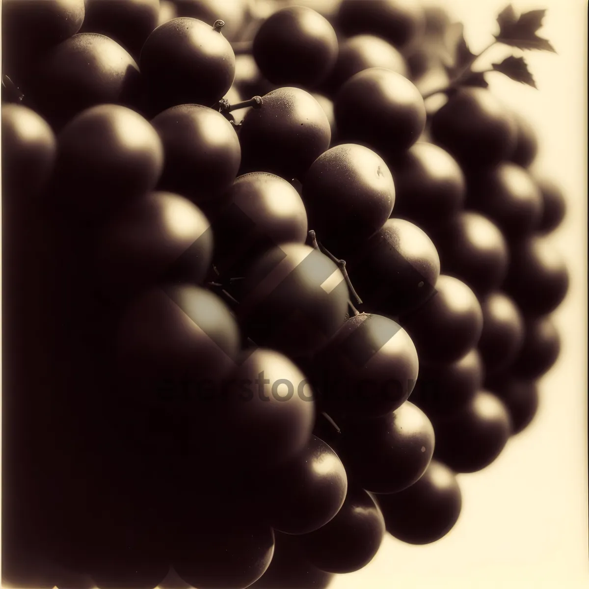 Picture of Juicy Organic Blackberry Grapes in Vineyard