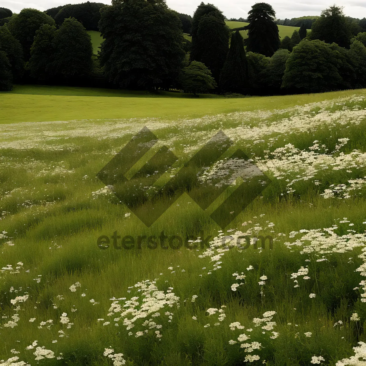 Picture of Serene Rural Landscape with Lush Green Grass and Towering Trees