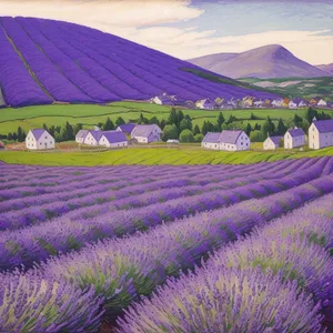 Vibrant Lavender Field in Blooms