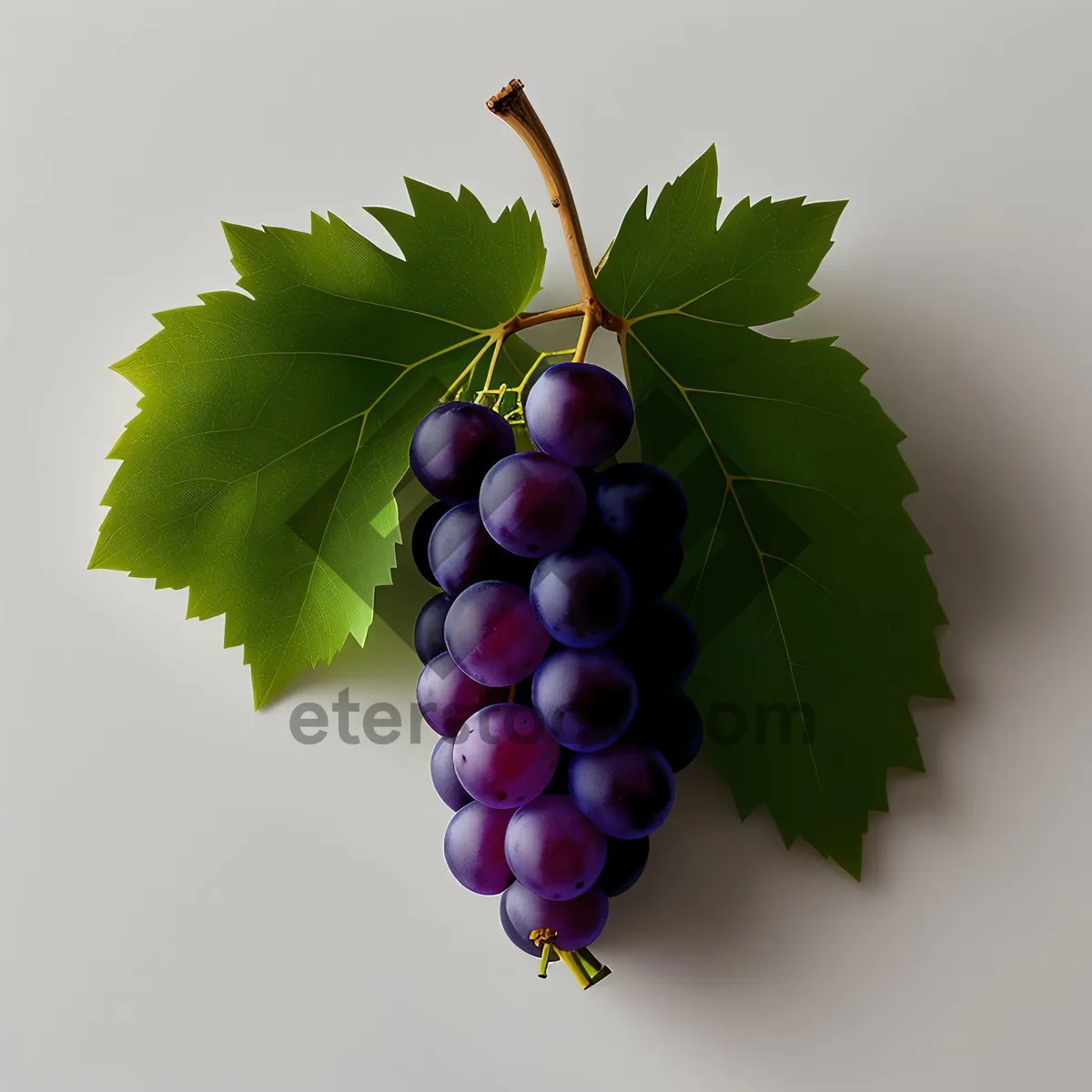 Picture of Fresh and Juicy Grape Cluster in Vineyard