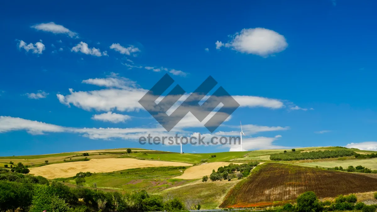 Picture of Sunlit Tree in Rural Landscape Under Blue Sky