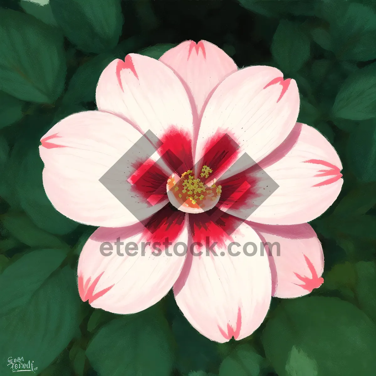 Picture of Pink Hibiscus Blossom in Floral Garden