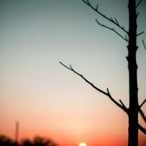 Sunset Silhouette: Majestic Tree Branch in Golden Sky