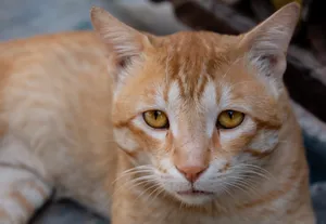 Fluffy Tabby Kitty with Orange Striped Whiskers.