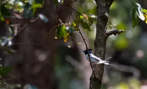 Wild magpie perched on branch in forest.