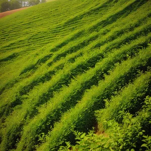 Vibrant Hillside Farm in Rural Landscape