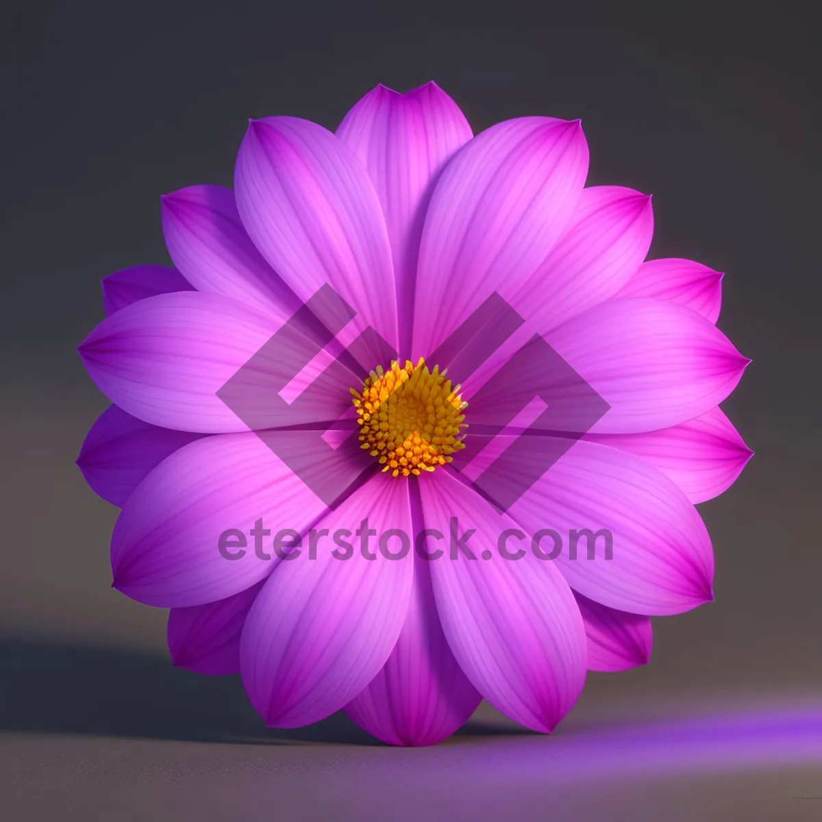 Picture of Bright Pink Daisy Blossom in Summer Garden