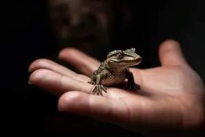 Wild Iguana Scale Dragon Eye Wildlife Creature Photo