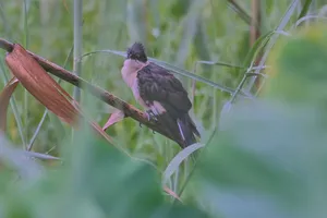 Hummingbird perched on tree branch with wings spread.