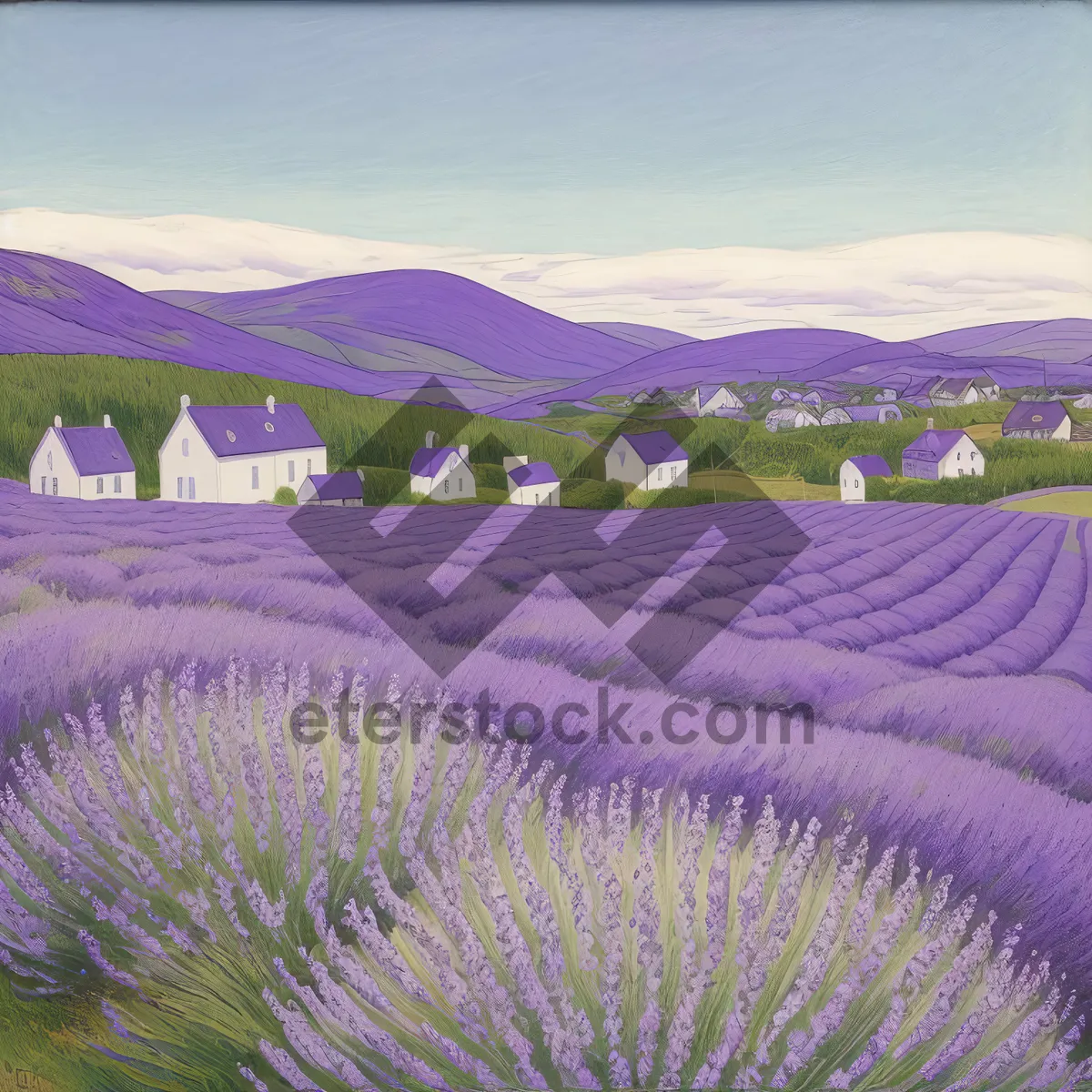 Picture of Vibrant Spring Lavender Field in Rural Countryside