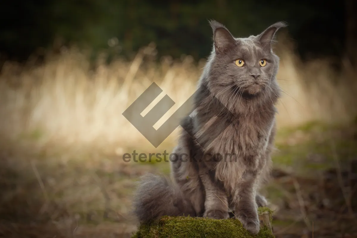 Picture of Fluffy gray tabby kitten with curious eyes