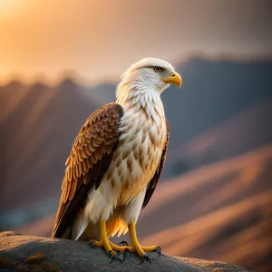 Majestic Falcon: Wild Hunter with Sharp Beak