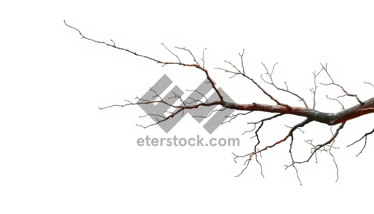 Picture of Silhouette of branches against spring sky.