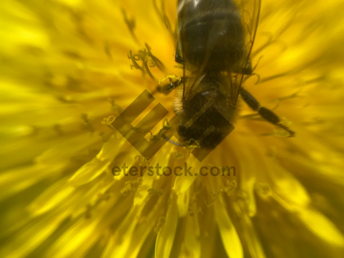 Picture of A bee collects pollen on a flower