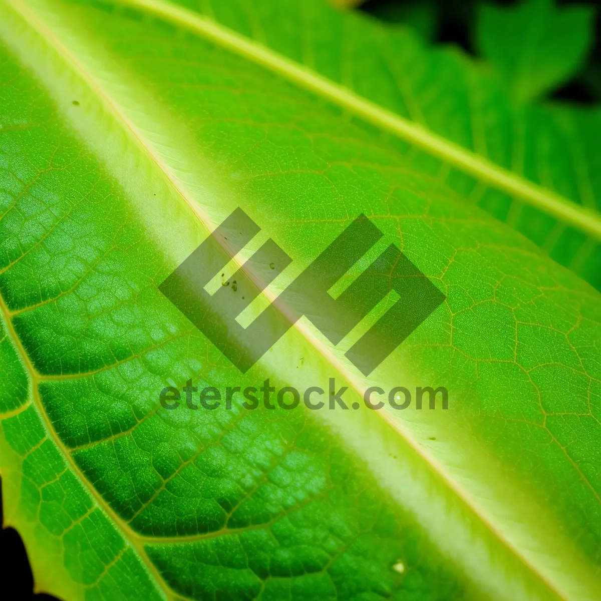 Picture of Vibrant Foliage: Textured Leaf in a Garden