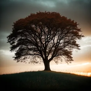 Serene Sunset over Rustic Meadow