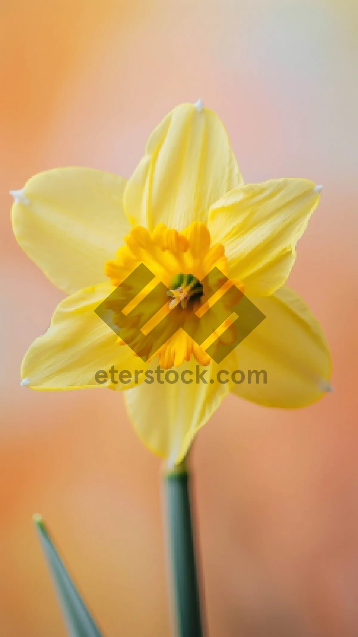 Picture of Vibrant Sunflower in Full Bloom