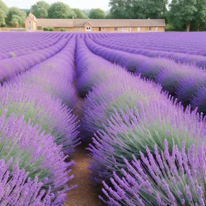 Purple Artichoke and Lavender Garden Bliss