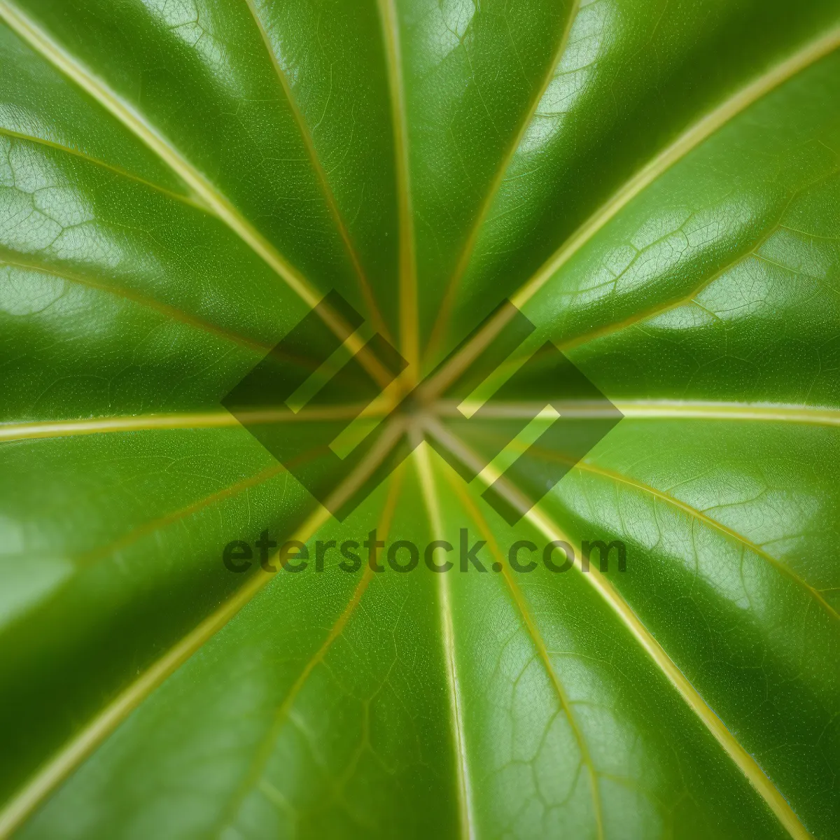 Picture of Vibrant Leaf Design: Cassava Shrub in Fractal Pattern