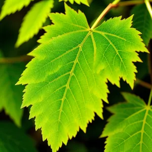 Bright Maple Leaves in Lush Forest