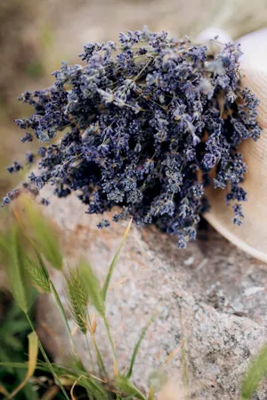 Elderberry Drupe Fruit Produce