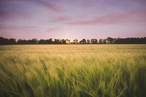 Summer Rice Field Under a Sunny Sky