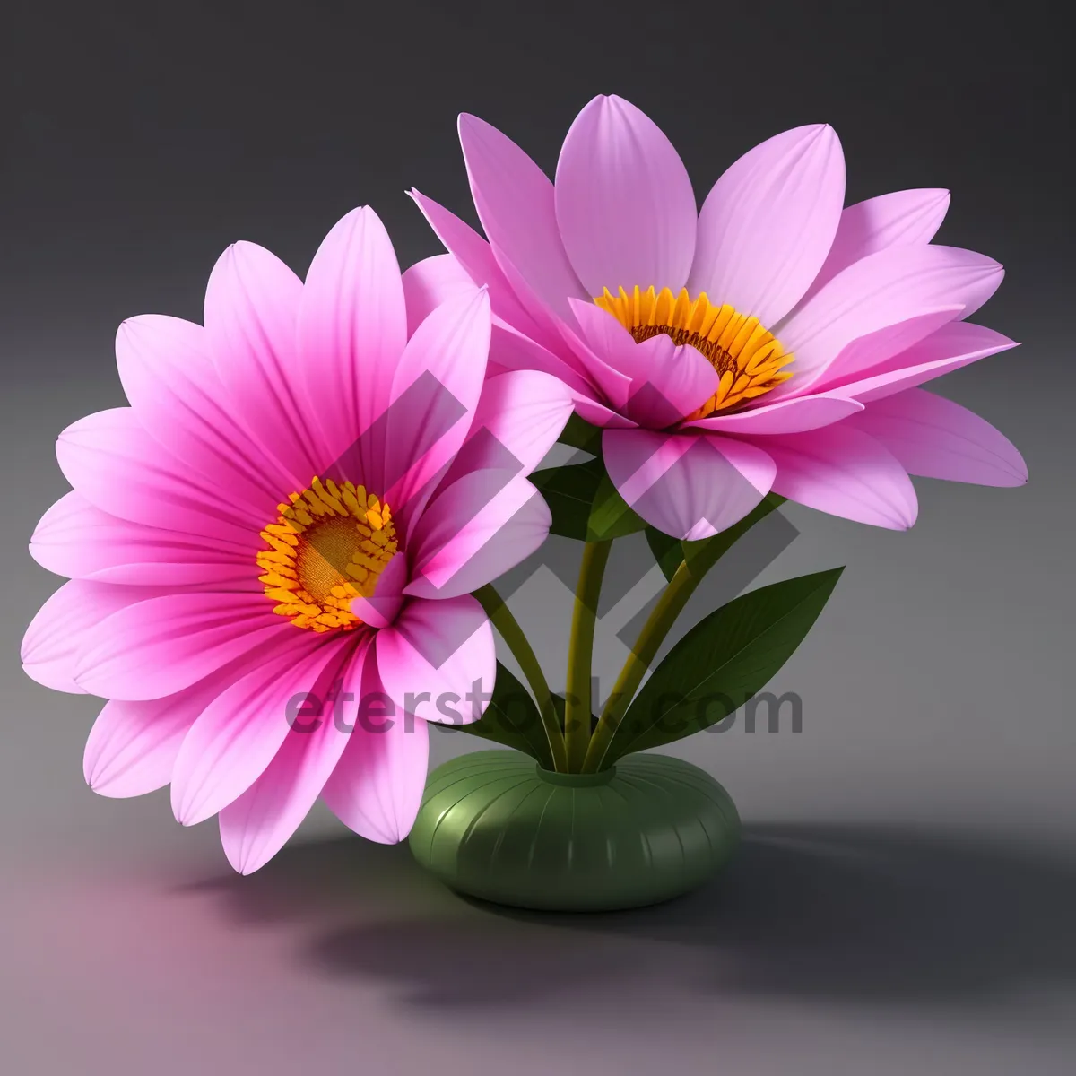Picture of Pink Daisy Blooming in Summer Garden