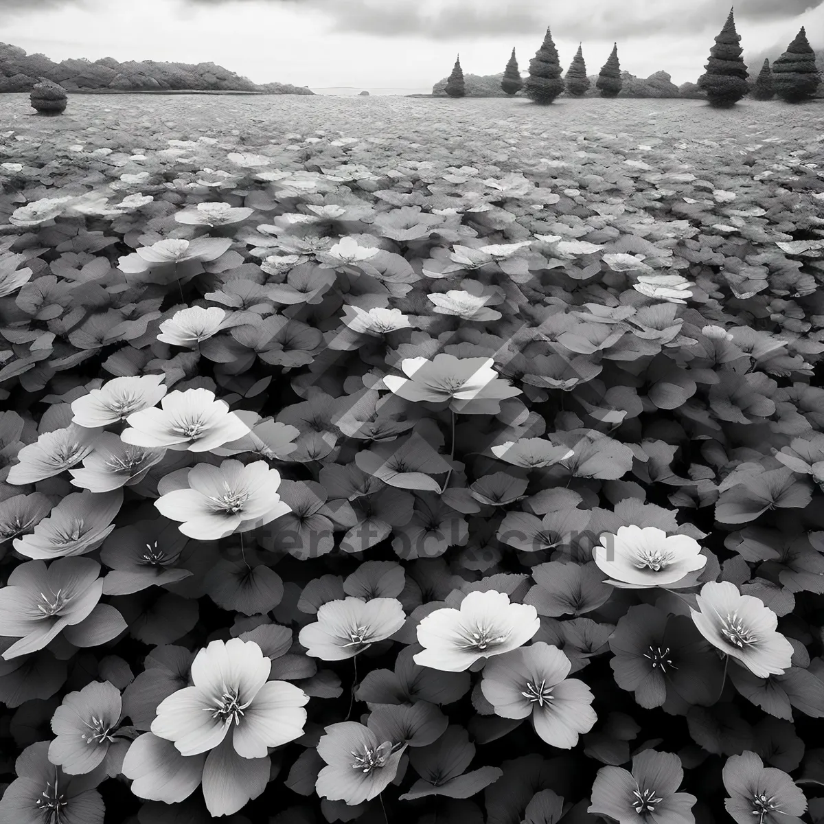 Picture of Coastal Wood Sorrel on Seaside Island