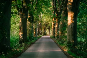 Autumn park scenery with tree-lined road