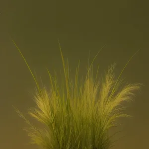 Golden Wheat Field Under Summer Sky