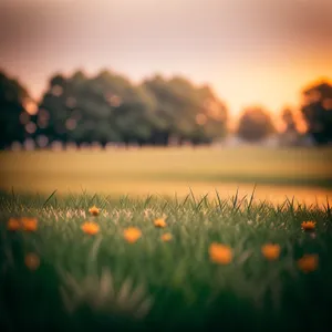 Golden Dawn over the Countryside Meadow
